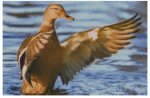 (image for) Mallard